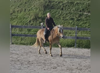 Haflinger, Yegua, 4 años, 150 cm, Champán