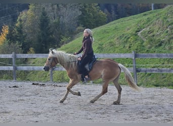 Haflinger, Yegua, 4 años, 150 cm, Champán