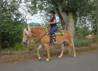 Haflinger, Yegua, 4 años, 152 cm, Alazán