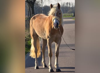 Haflinger, Yegua, 4 años, 153 cm, Palomino