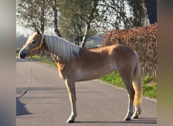 Haflinger, Yegua, 4 años, 153 cm, Palomino