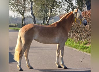 Haflinger, Yegua, 4 años, 153 cm, Palomino