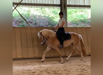 Haflinger, Yegua, 4 años, 155 cm, Cremello