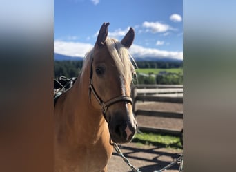 Haflinger, Yegua, 4 años, 157 cm, Alazán