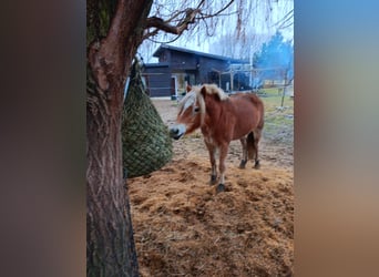 Haflinger, Yegua, 4 años, Alazán