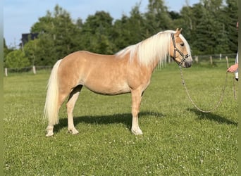 Haflinger, Yegua, 5 años, 145 cm, Alazán