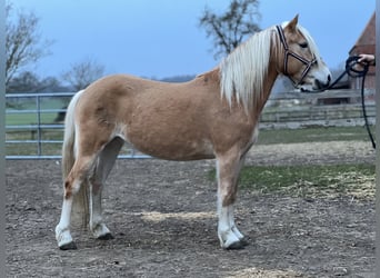 Haflinger, Yegua, 5 años, 145 cm, Alazán