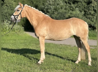 Haflinger, Yegua, 5 años, 147 cm, Alazán