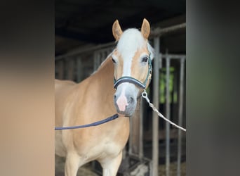 Haflinger, Yegua, 5 años, 147 cm, Alazán