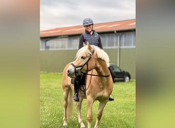 Haflinger, Yegua, 5 años, 147 cm, Alazán