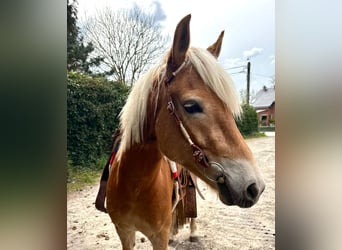 Haflinger, Yegua, 5 años, 147 cm, Alazán