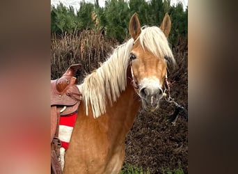 Haflinger, Yegua, 5 años, 147 cm, Alazán