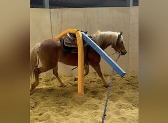 Haflinger, Yegua, 5 años, 148 cm