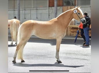 Haflinger, Yegua, 5 años, 150 cm, Alazán