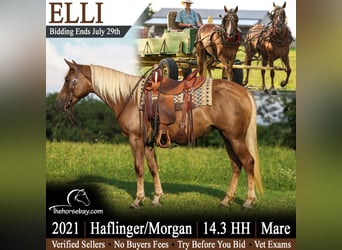 Haflinger Mestizo, Yegua, 5 años, 150 cm, Palomino
