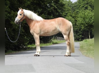 Haflinger, Yegua, 5 años, 152 cm, Alazán