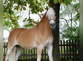 Haflinger, Yegua, 5 años, 153 cm, Alazán