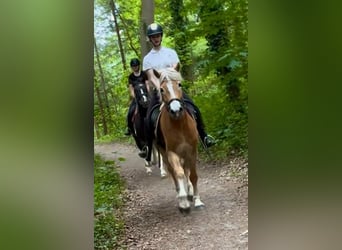 Haflinger, Yegua, 5 años, 153 cm, Palomino
