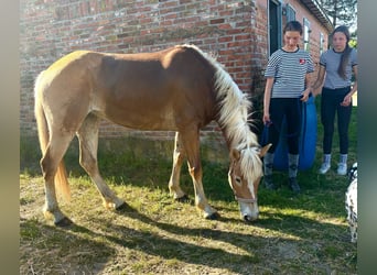 Haflinger, Yegua, 5 años, 153 cm, Palomino