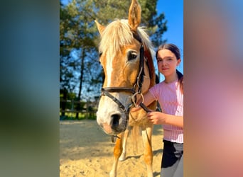 Haflinger, Yegua, 5 años, 153 cm, Palomino