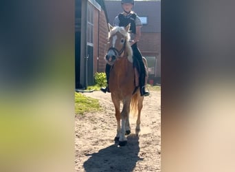 Haflinger, Yegua, 5 años, 153 cm, Palomino