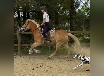 Haflinger, Yegua, 5 años, 153 cm, Palomino