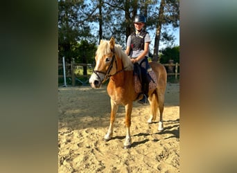 Haflinger, Yegua, 5 años, 153 cm, Palomino