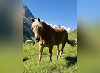 Haflinger, Yegua, 5 años, 154 cm, Alazán