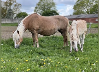 Haflinger, Yegua, 5 años, Alazán
