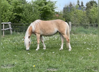 Haflinger, Yegua, 5 años, Alazán