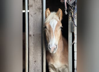 Haflinger, Yegua, 5 años, Alazán