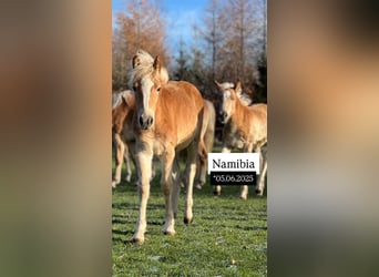 Haflinger, Yegua, 5 años, Alazán