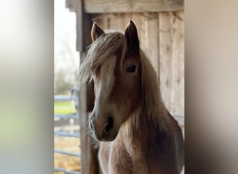 Haflinger, Yegua, 5 años, Alazán