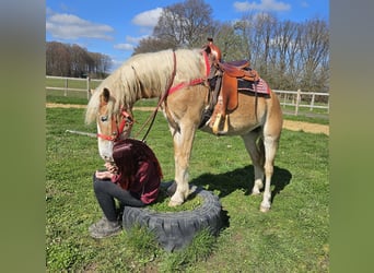 Haflinger, Yegua, 6 años, 148 cm, Alazán
