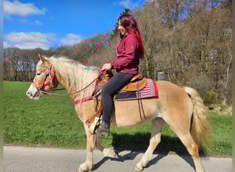 Haflinger, Yegua, 6 años, 148 cm, Alazán