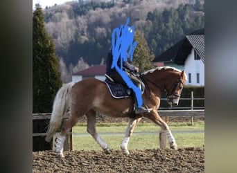 Haflinger, Yegua, 6 años, 148 cm
