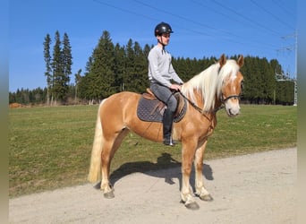 Haflinger, Yegua, 6 años, 149 cm