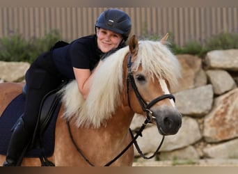 Haflinger, Yegua, 6 años, 152 cm, Alazán