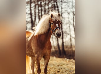 Haflinger, Yegua, 6 años, 152 cm, Alazán