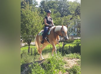 Haflinger, Yegua, 6 años, 152 cm, Alazán