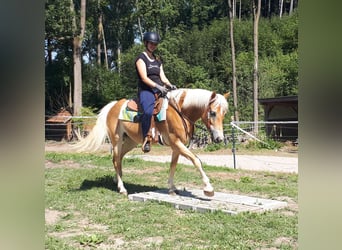 Haflinger, Yegua, 6 años, 152 cm, Alazán