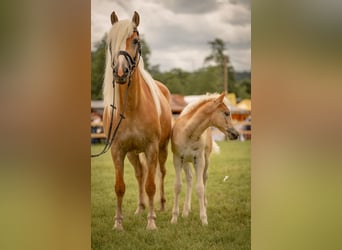 Haflinger, Yegua, 6 años, 152 cm, Palomino
