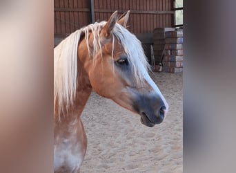 Haflinger, Yegua, 6 años, 153 cm, Alazán