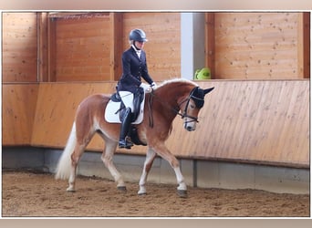 Haflinger, Yegua, 6 años, 153 cm, Alazán