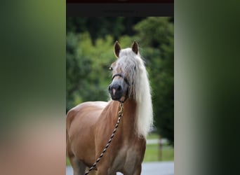 Haflinger, Yegua, 6 años, 153 cm, Alazán