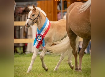 Haflinger, Yegua, 6 años, 153 cm, Palomino