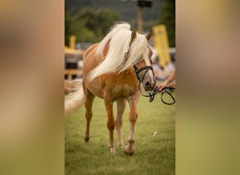 Haflinger, Yegua, 6 años, 153 cm, Palomino