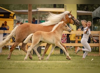 Haflinger, Yegua, 6 años, 153 cm, Palomino