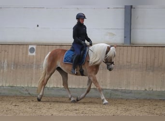 Haflinger, Yegua, 6 años, 153 cm, Palomino