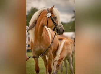 Haflinger, Yegua, 6 años, 153 cm, Palomino